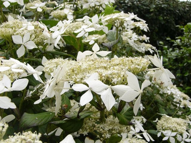 Les Hortensias du Haut Bois Hydrangea macrophylla Gwenic hortensia godet