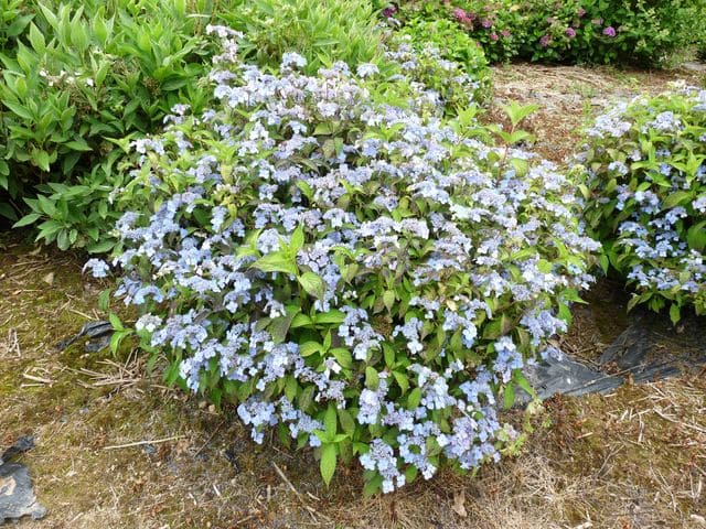 Hortensias du Haut Bois Hydrangea serrata Miranda hortensia godet