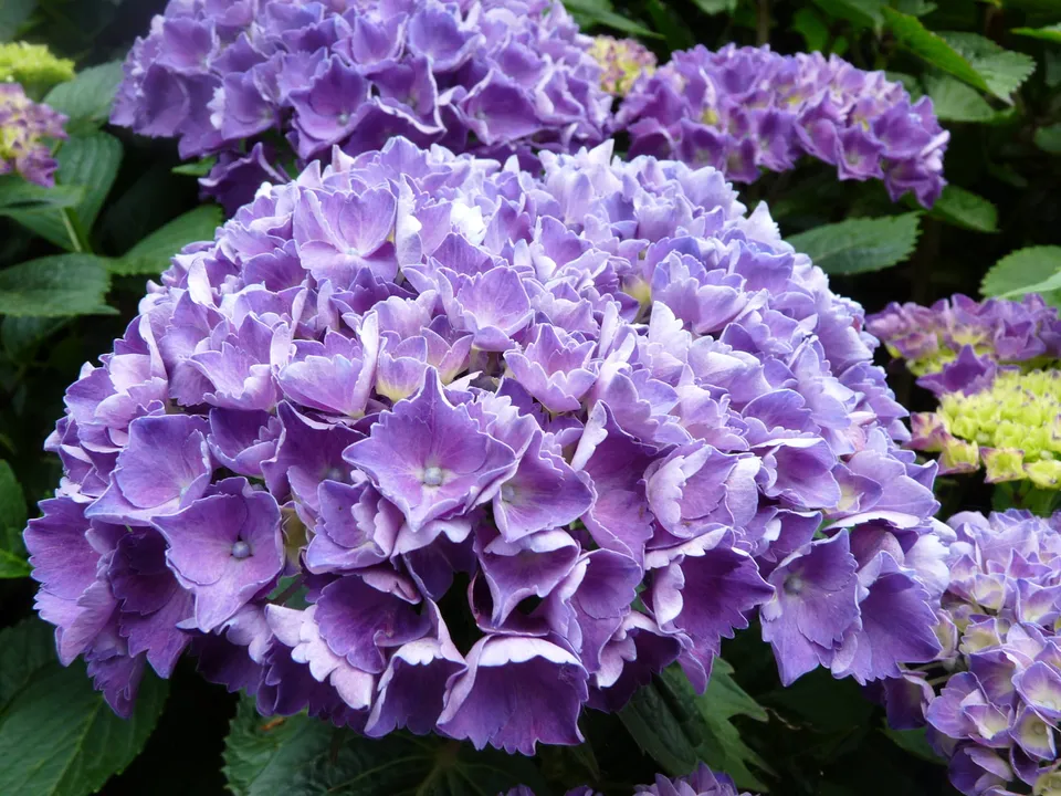 Les Hortensias du Haut Bois Red Baron hortensia macrophylla rouge