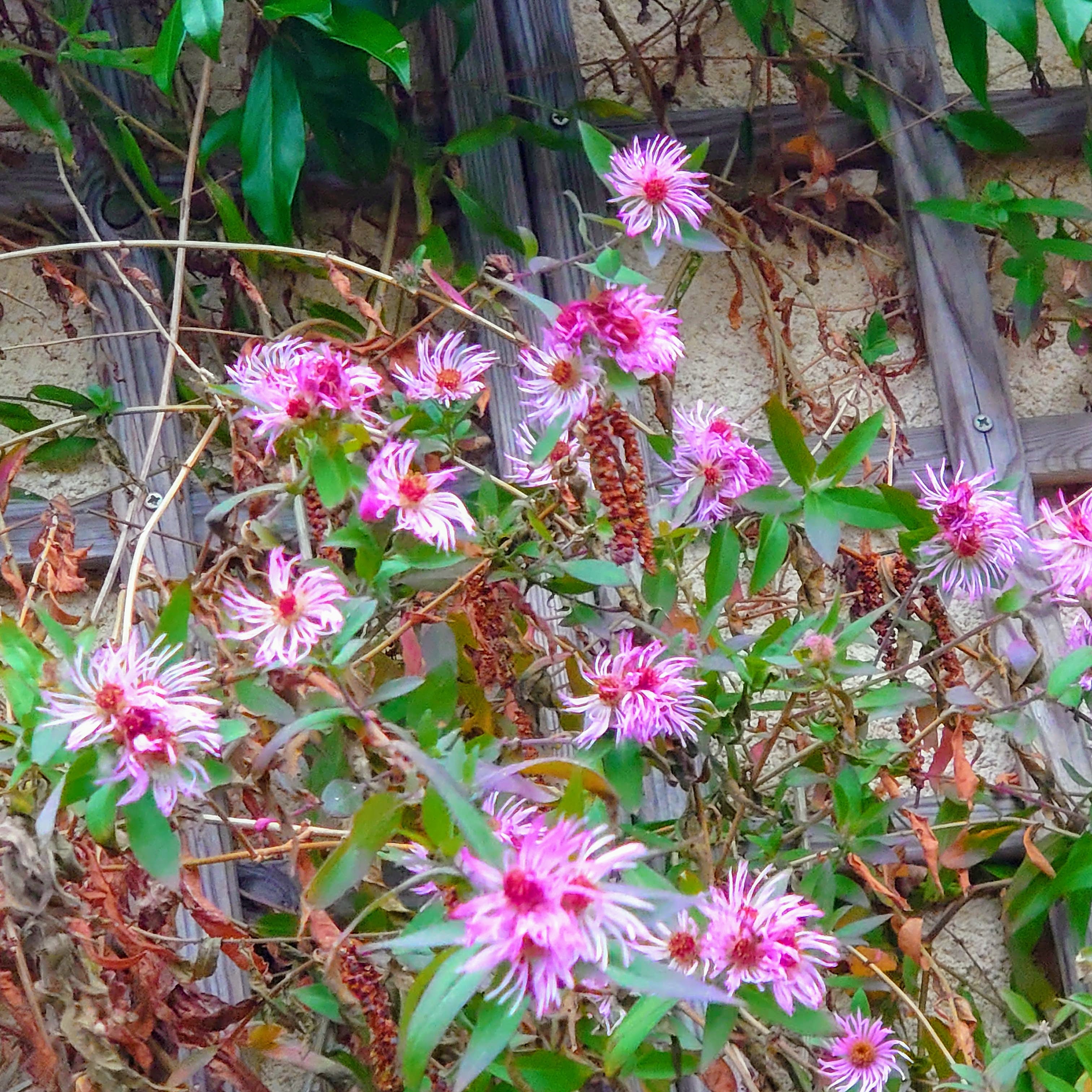 Passion Vivaces Aster carolinianus vivace godet rose hiver