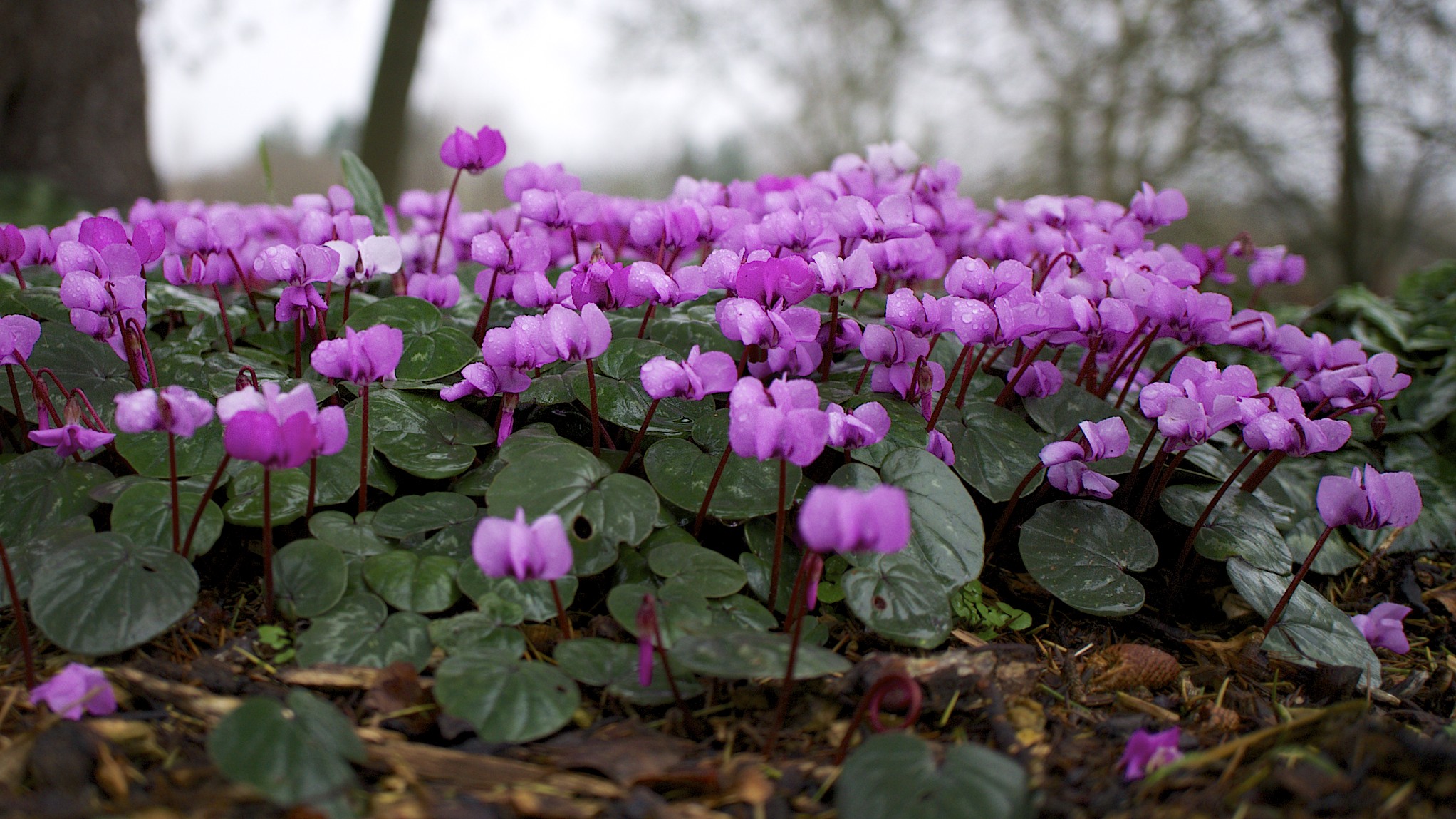 Passion Vivaces Cyclamen coum plante vivace godet rose carmin hiver