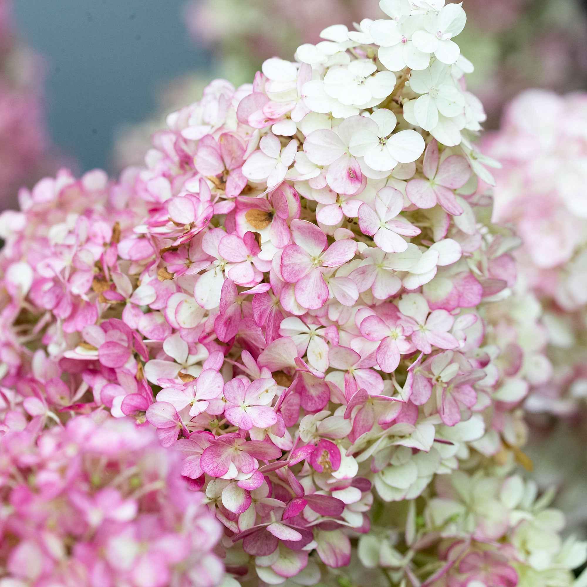 Bakker Vanille Fraise hortensia paniculé pot 1,3L 20-30 cm