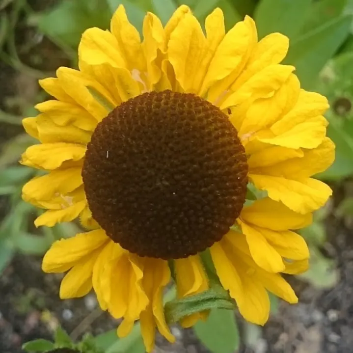 Passion Vivaces Helenium bigelowii The Bishop plante vivace godet jaune