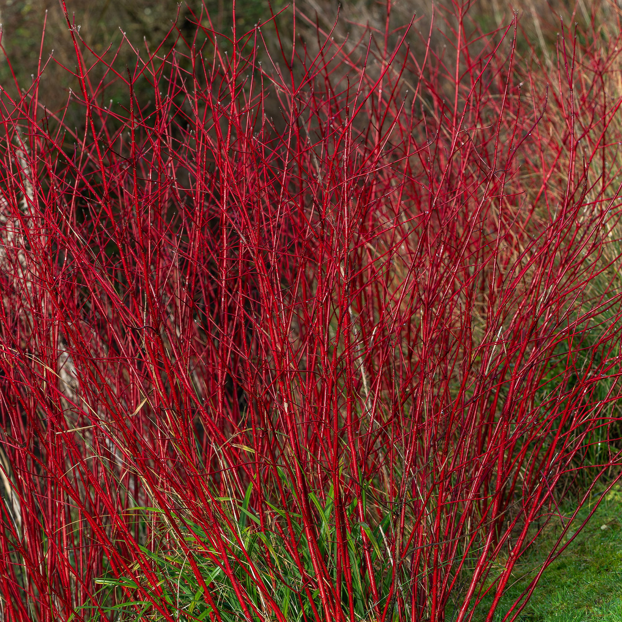 Bakker Arbustes Cornouiller Sibirica arbuste rouge pot 1,5 L