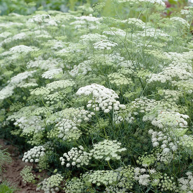 Bakker Ammi élevé graines fleurs blanches sachet 720 graines