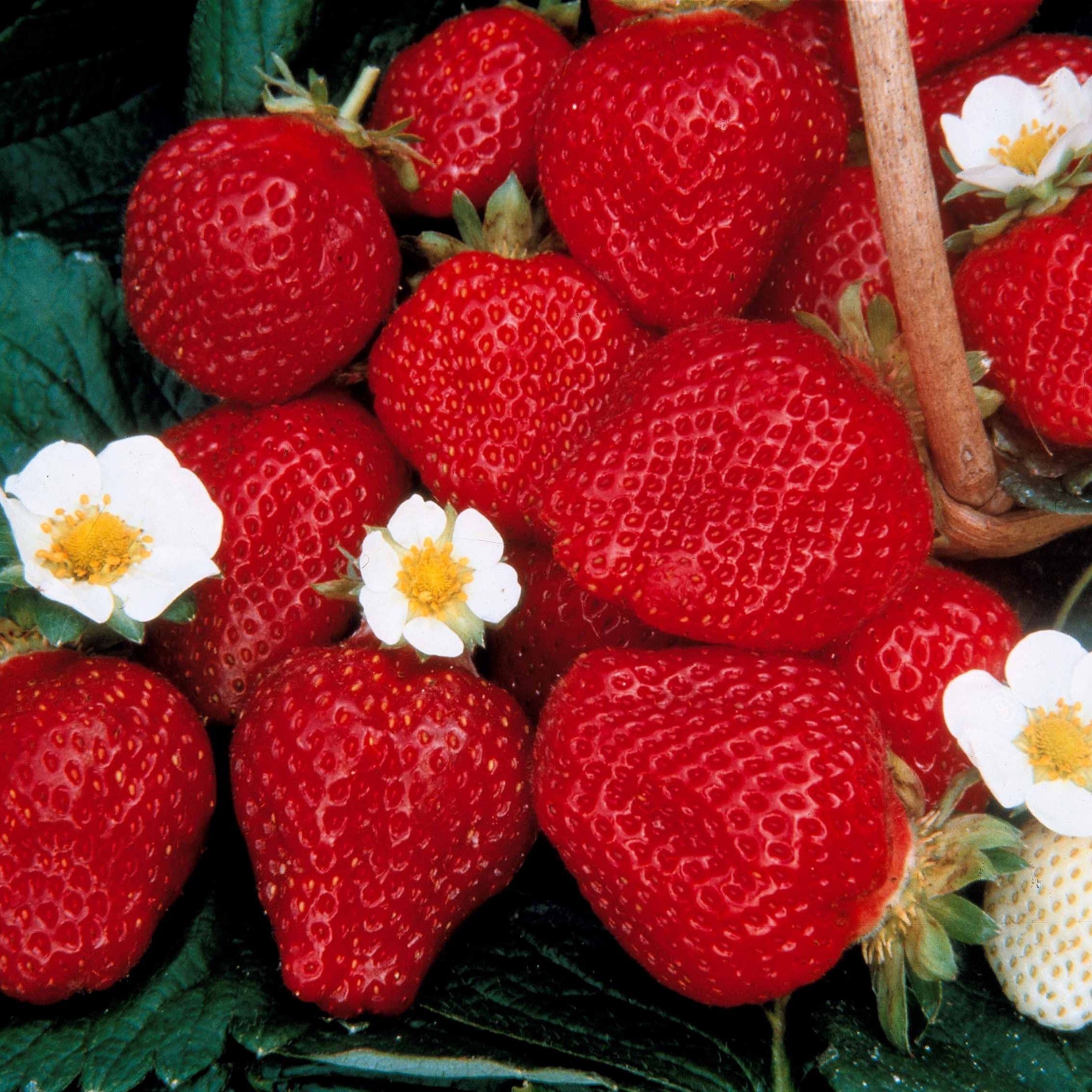 Bakker Collection 60 fraisiers racines nues récolte échelonnée