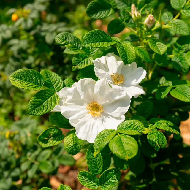 Bakker Rosa rugosa alba rosier blanc pot 3L