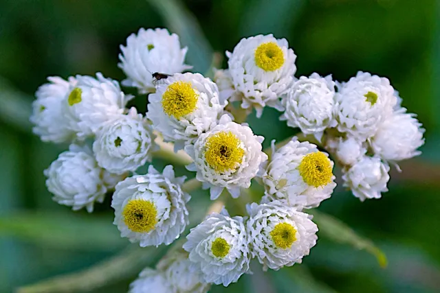 Passion Vivaces Anaphalis margaritacea plante vivace blanche