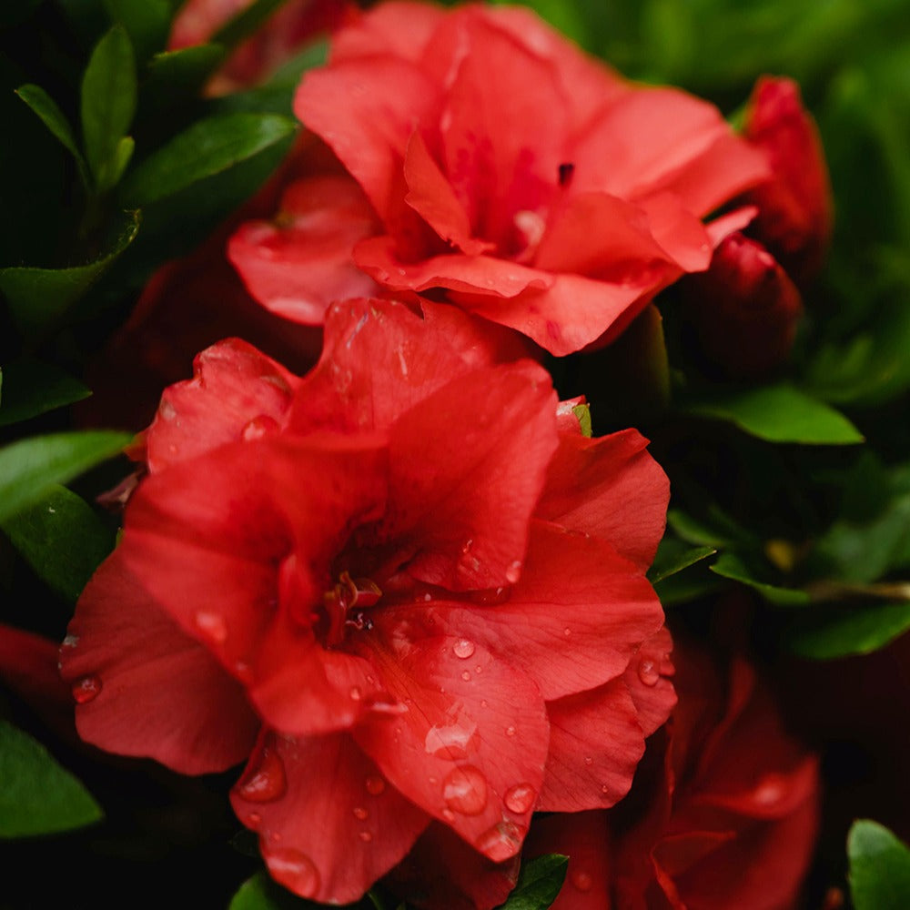Bakker Azalée Japon rouge Azalea pot Ø 9cm 15cm