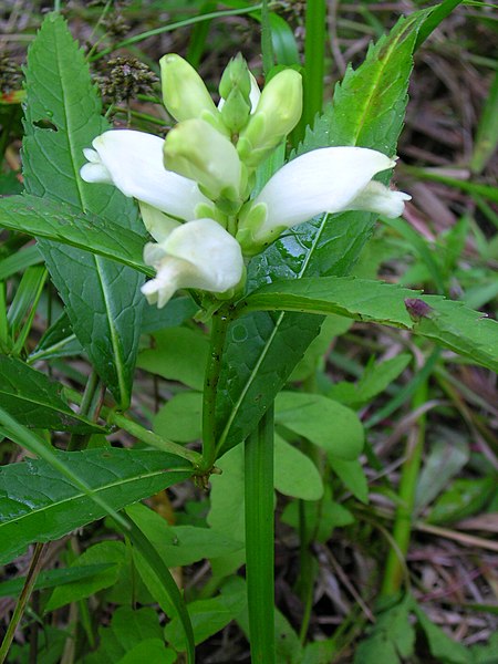 Passion Vivaces Chelone obliqua Alba plante vivace pot 1L blanc