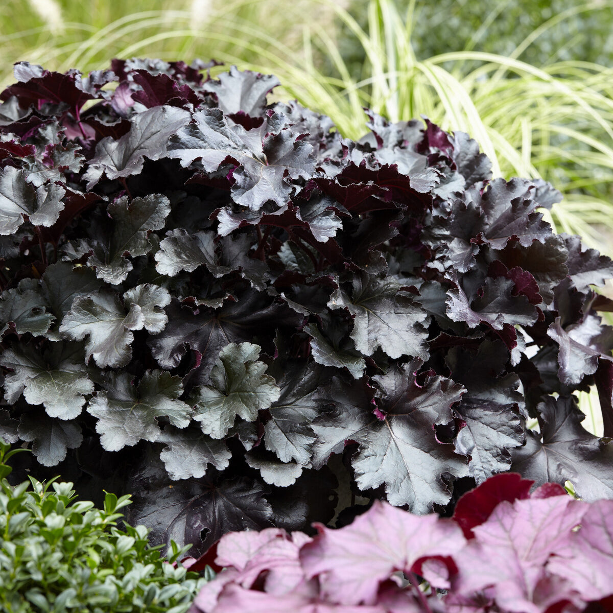 Bakker Heuchère Black Pearl vivace pot 9cm feuillage noir