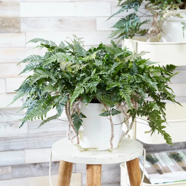 Bakker Fougère patte de lapin plante verte pot Ø 12cm 20cm