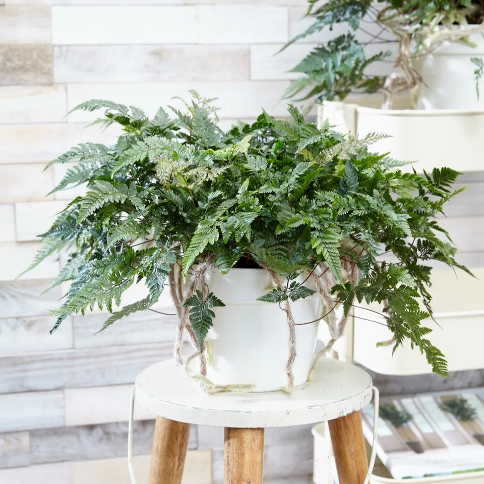 Bakker Fougère patte de lapin plante verte pot Ø 12cm 20cm
