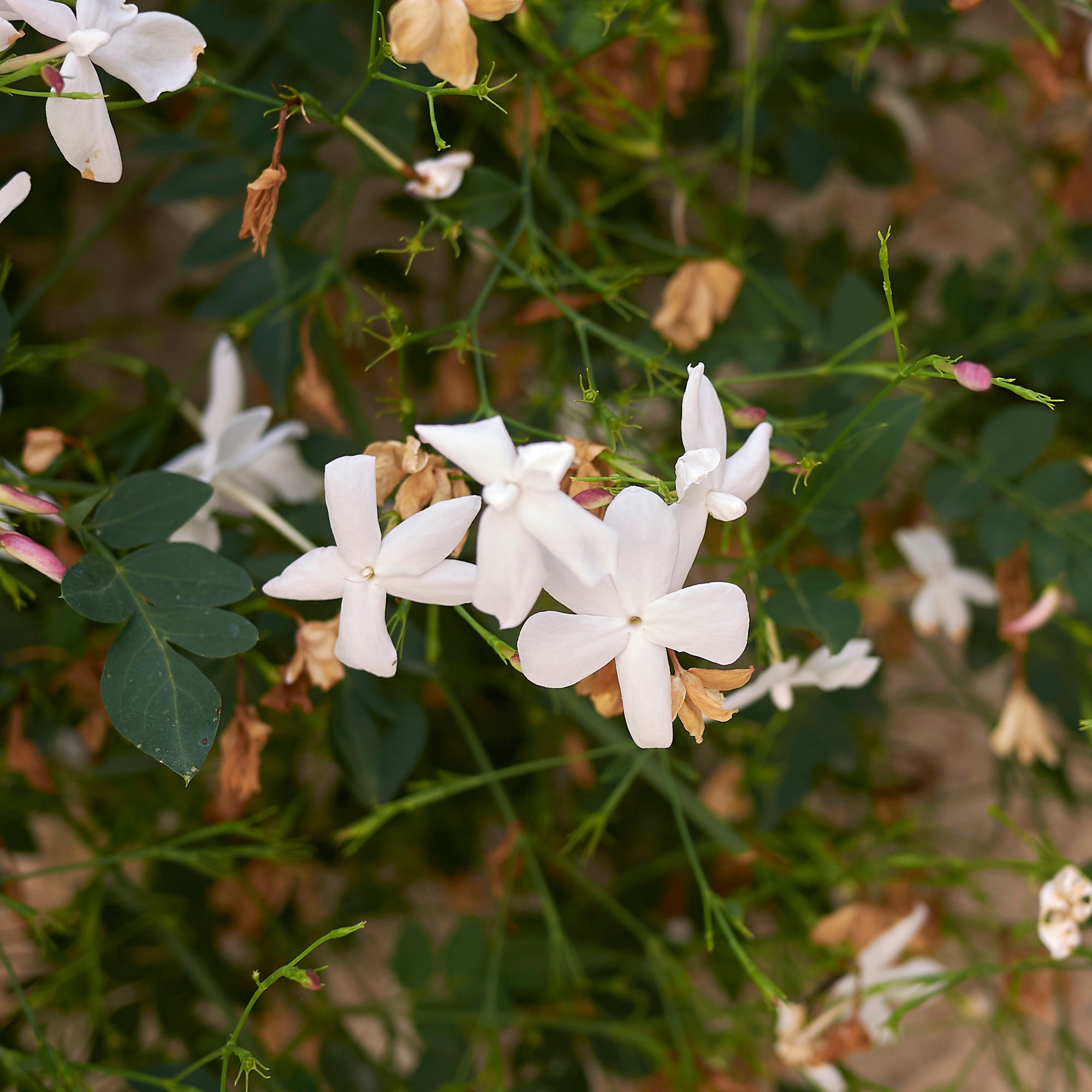 Bakker Jasmin de Grasse plante grimpante pot Ø11cm fleur blanche parfumée