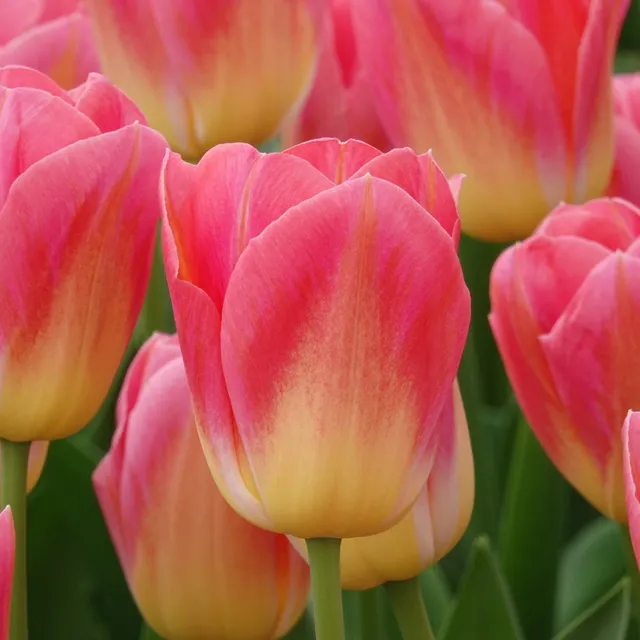 Bakker Tulipes Triomphe Tom Pouce bulbes 7 rose parfumée