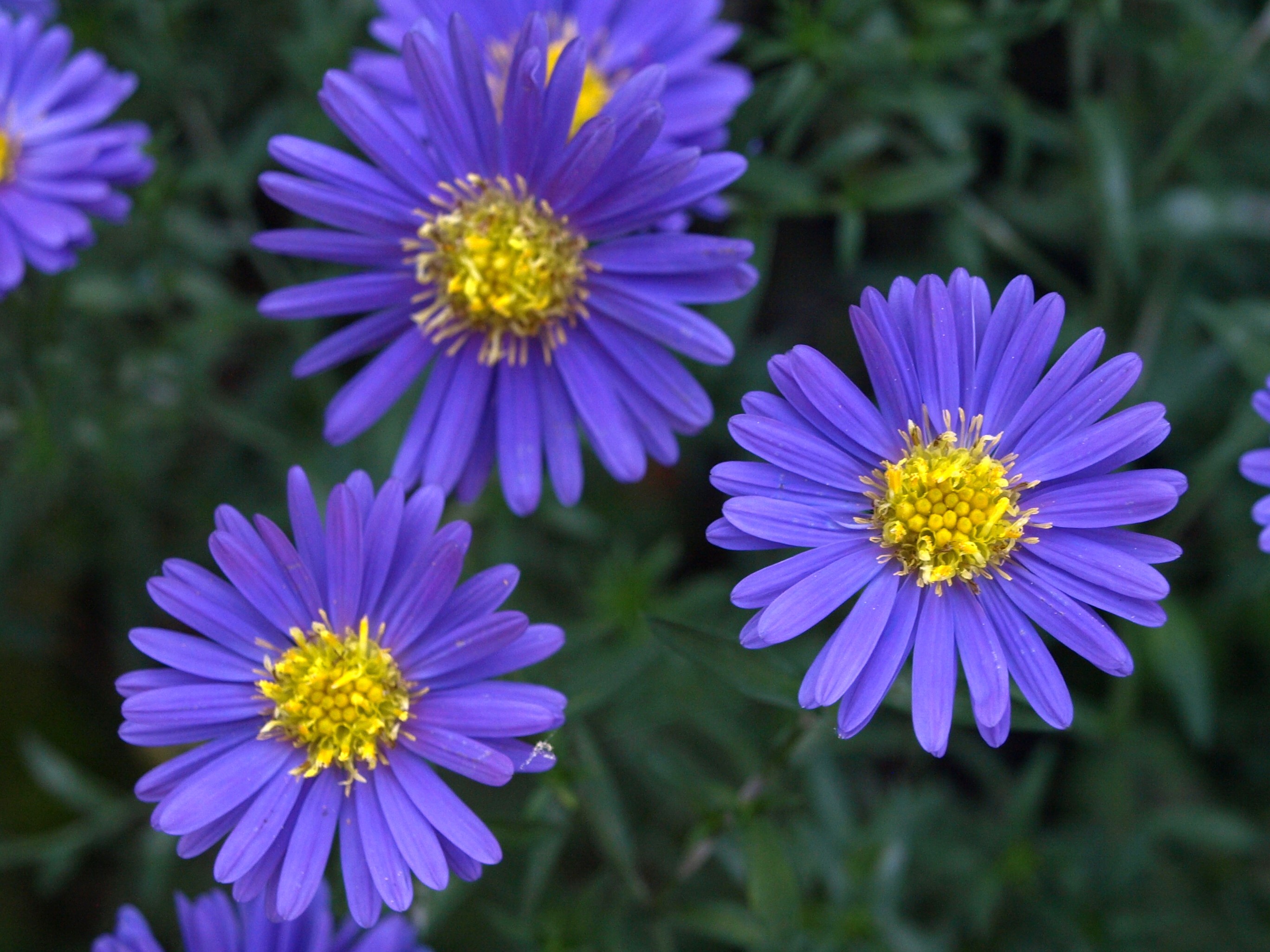 Passion Vivaces Aster Blue Lapis plante vivace godet fleur bleue