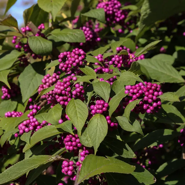 Bakker Callicarpa Profusion arbuste pot 2L baies violettes 30-40cm