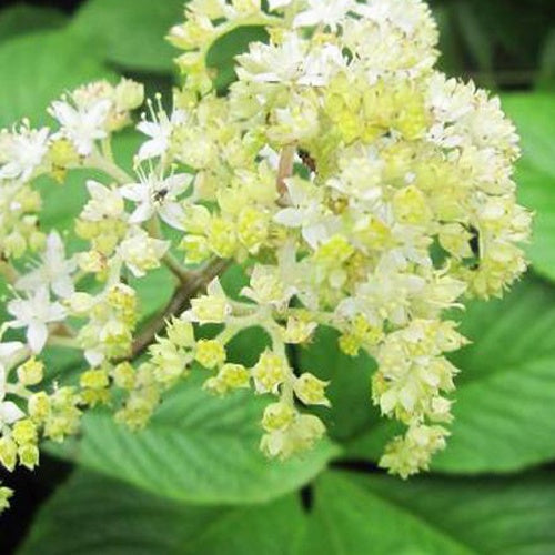 Bakker Plantes vivaces Rodgersia La Blanche pot Ø 9cm blanc