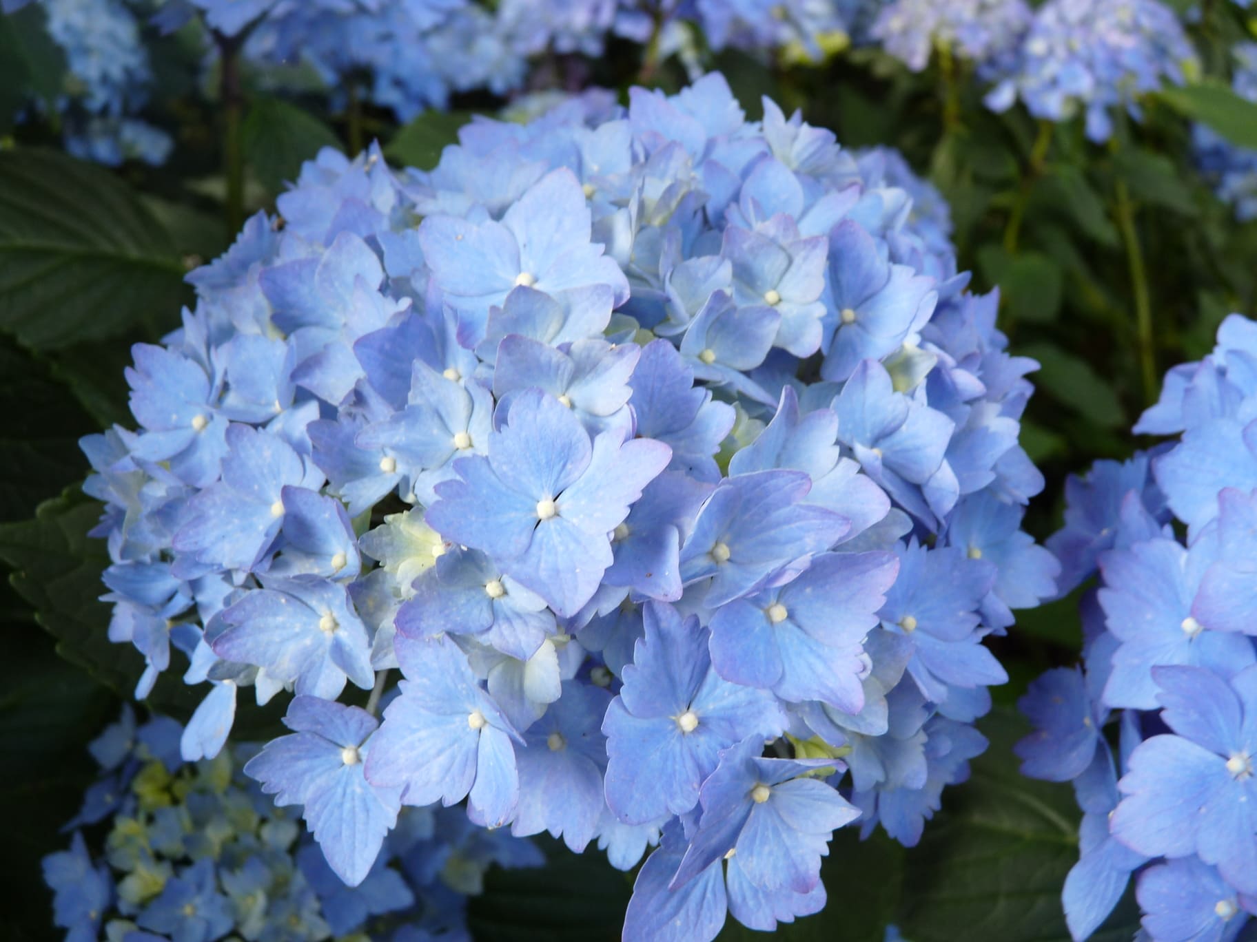 Les Hortensias du Haut Bois Universal hortensia macrophylla godet