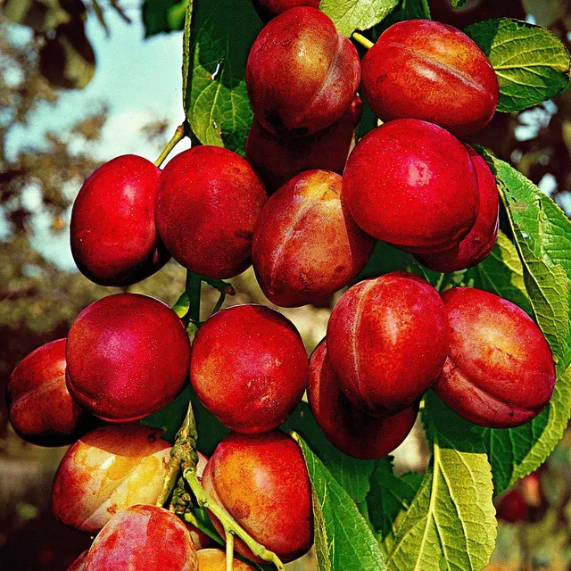 Bakker Prunier Victoria fruitier pot 1,5L autofertile prunes
