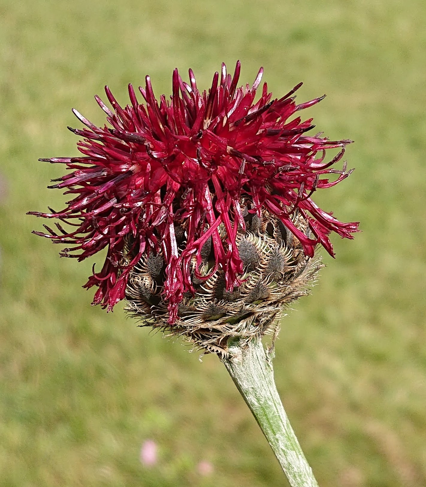 Passion Vivaces Centaurea Benoistii vivace godet bordeaux