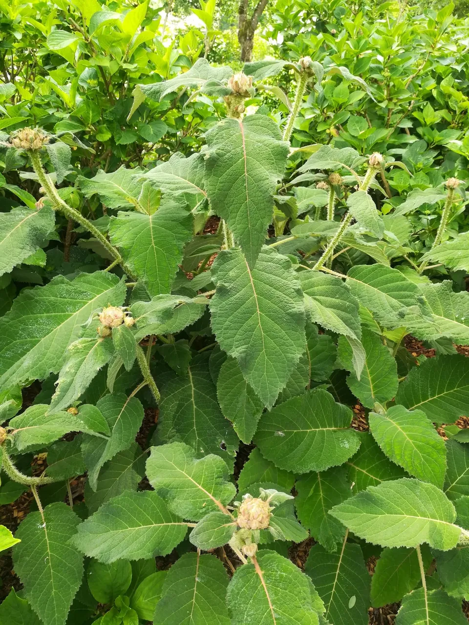 Les Hortensias du Haut Bois Sargentiana hortensia aspera godet