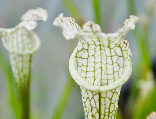 Carniflore Sarracenia leucophylla plante carnivore 1 point péristome blanc