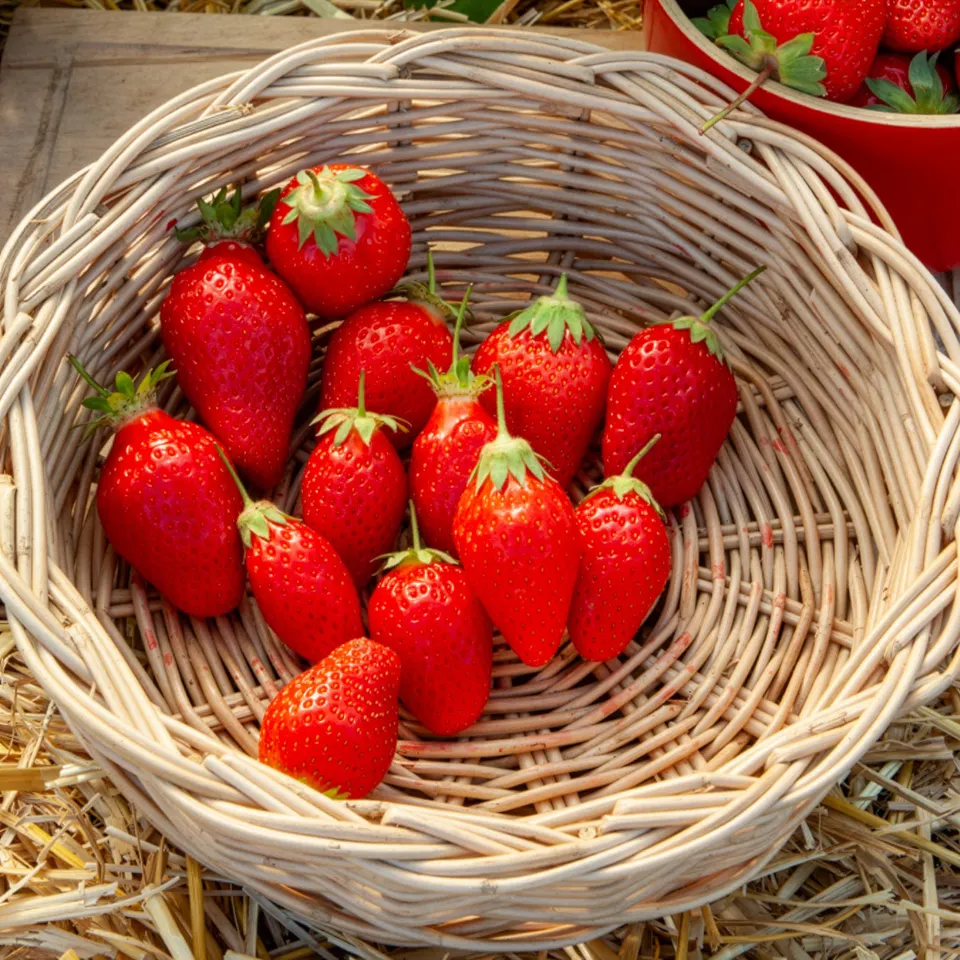 Bakker Fruitiers Fraisier remontant Gento plante 6 pots 7cm