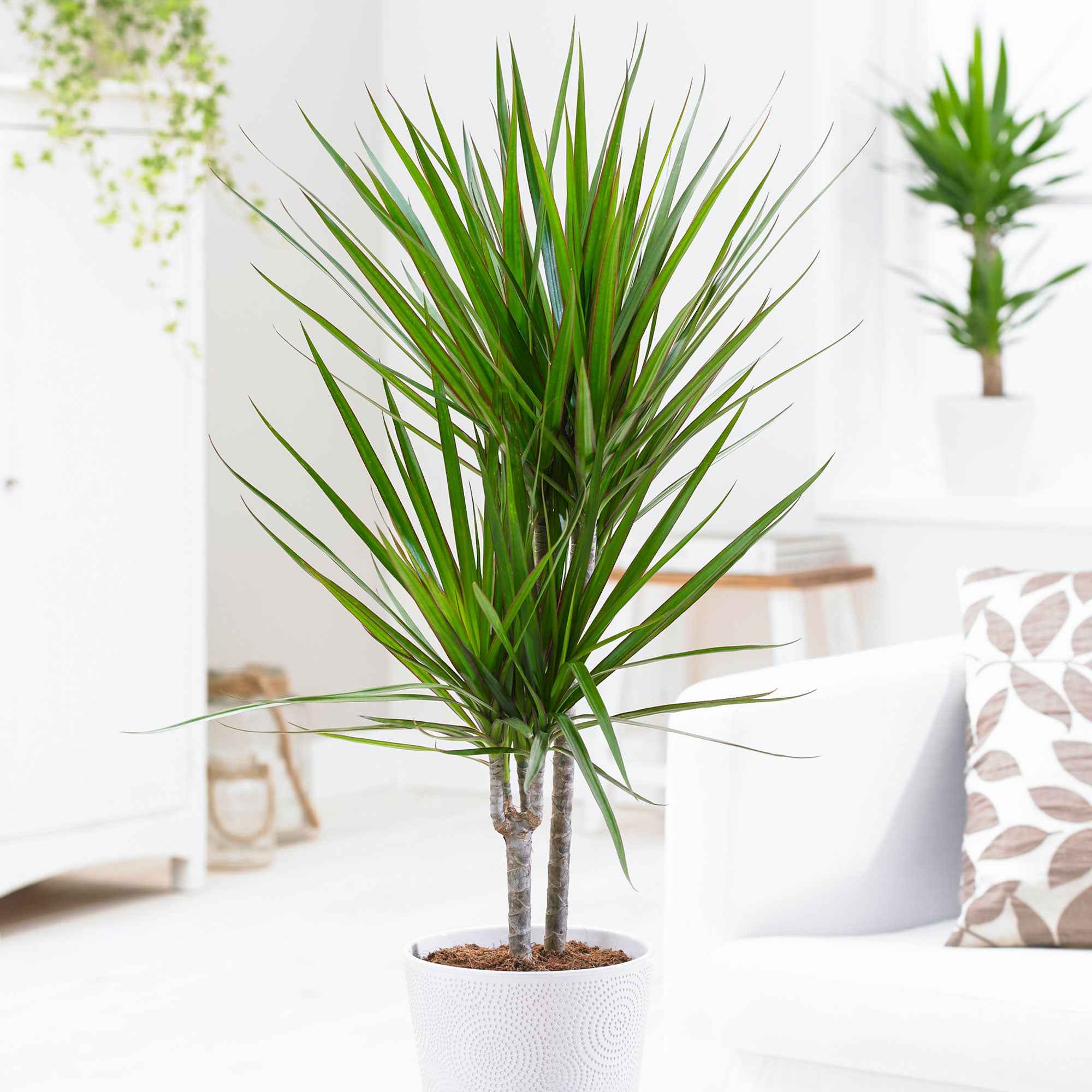 Bakker Dracaena marginata dragonnier pot 17 cm 70-90 cm