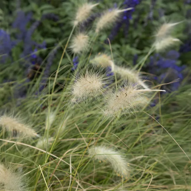 Bakker Pennisetum Herbe écouvillons hérissée graminée pot 9cm crème