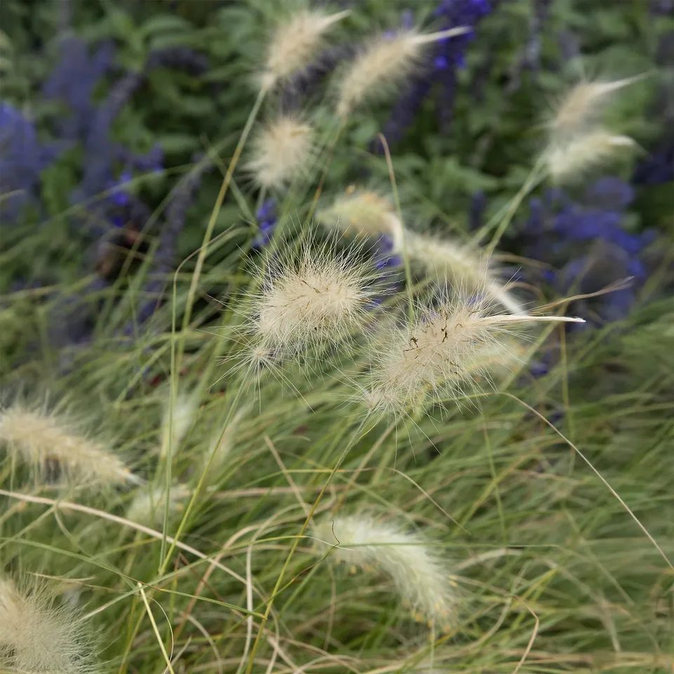 Bakker Pennisetum Herbe écouvillons hérissée graminée pot 9cm crème