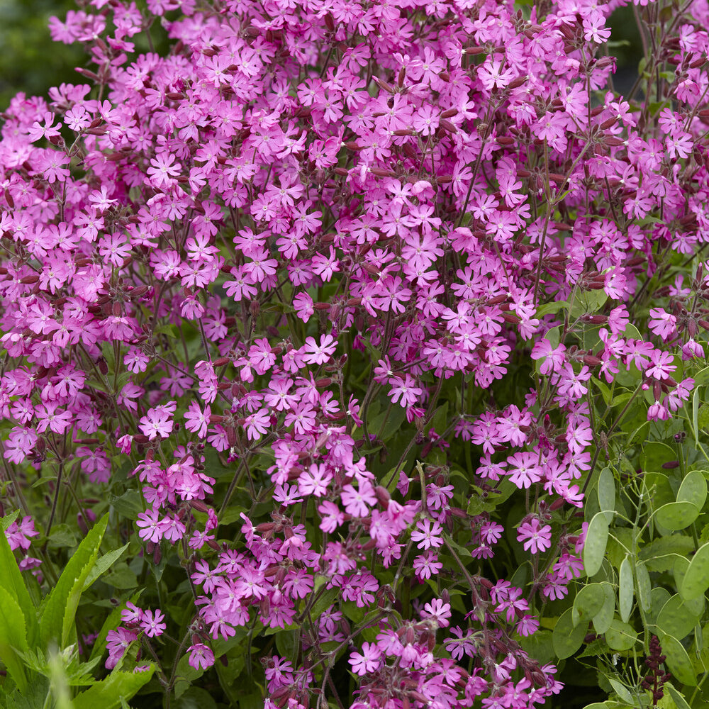Bakker Silène dioïque Dioica vivace rose pot 9cm