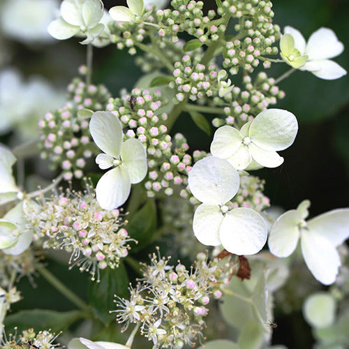 Bakker White Lady hortensia paniculé blanc pot 3L