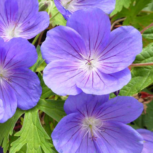 Bakker Géranium Eureka Blue plante vivace pot 8cm