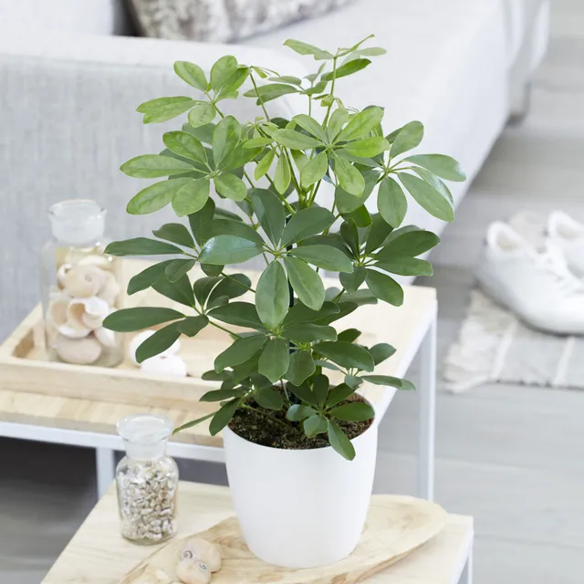 Bakker Schefflera plante d'intérieur pot Ø 12 cm 20 cm vert