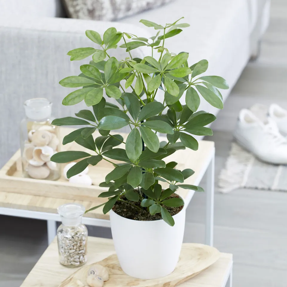 Bakker Schefflera plante d'intérieur pot Ø 12 cm 20 cm vert