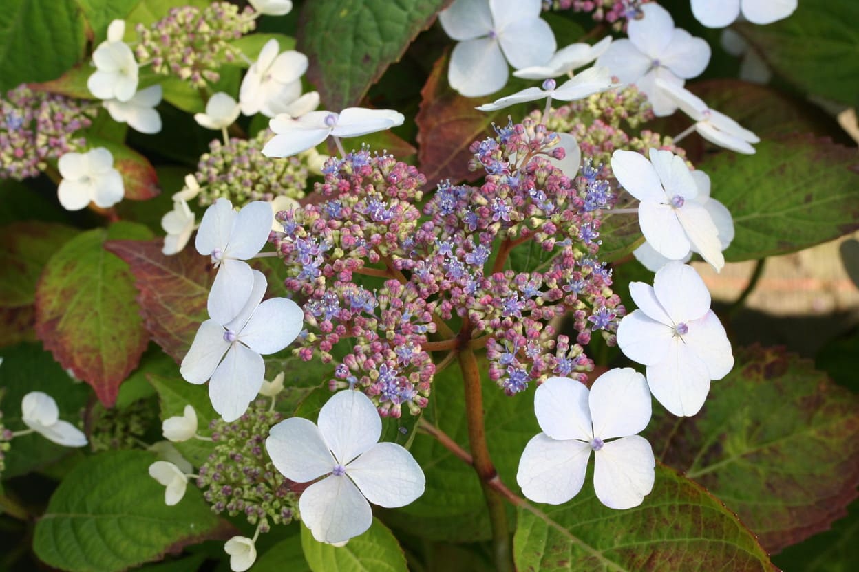 Les Hortensias du Haut Bois Japonica Coerulea hortensia serrata