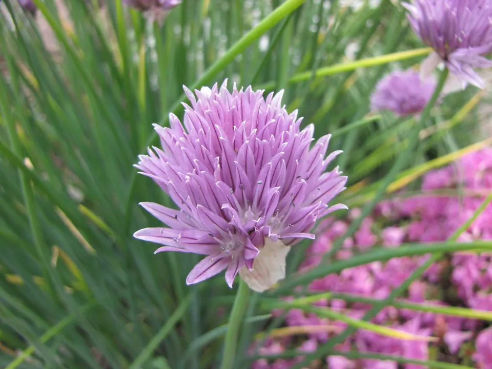 Passion Vivaces Allium ledebourianum plante vivace pompon rose malvacé