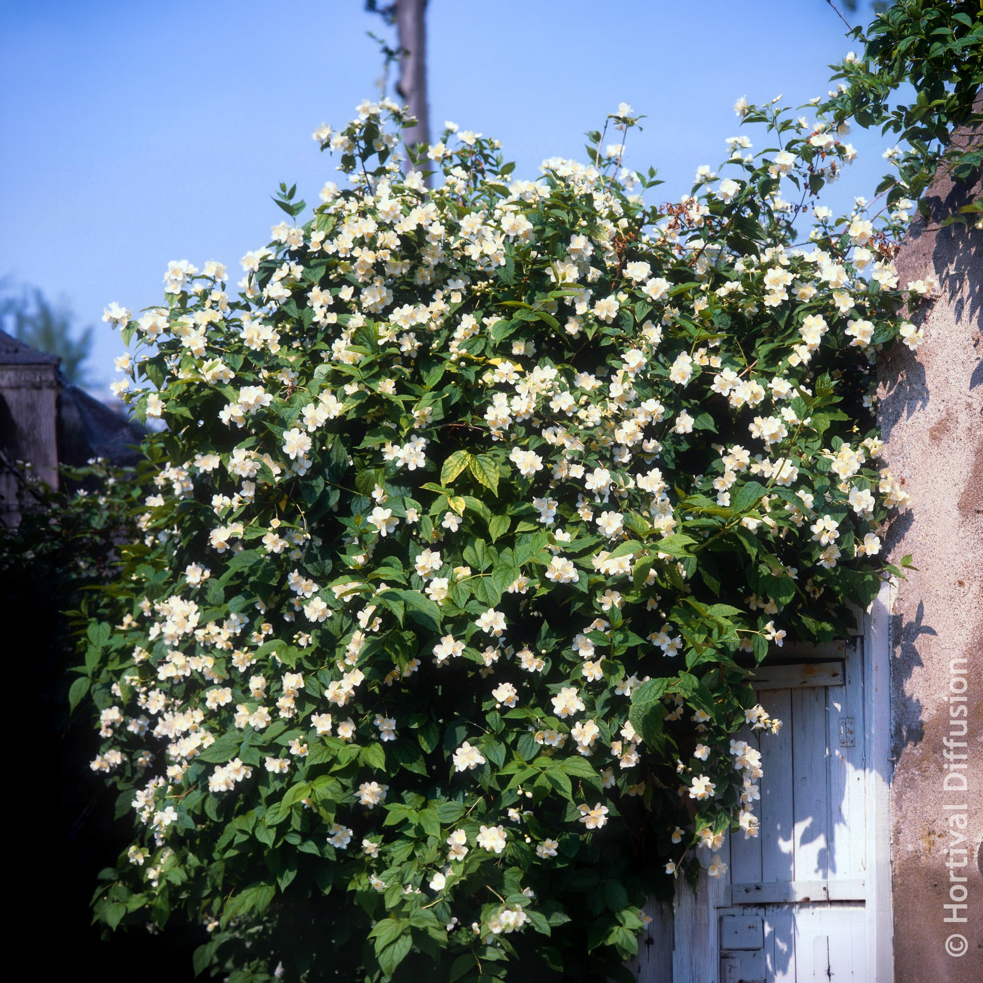 Bakker Arbustes Seringat des jardins pot 4,5L parfumé
