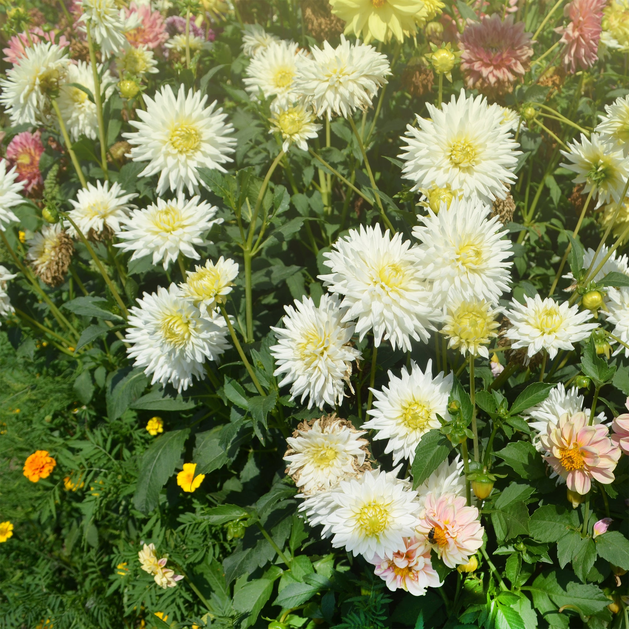 Bakker Dahlia cactus My Love bulbe 1 fleur blanche étoile