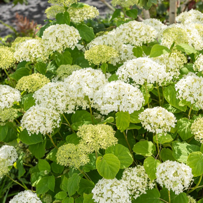 Bakker Strong Annabelle hortensia blanc pot 3L tiges rigides
