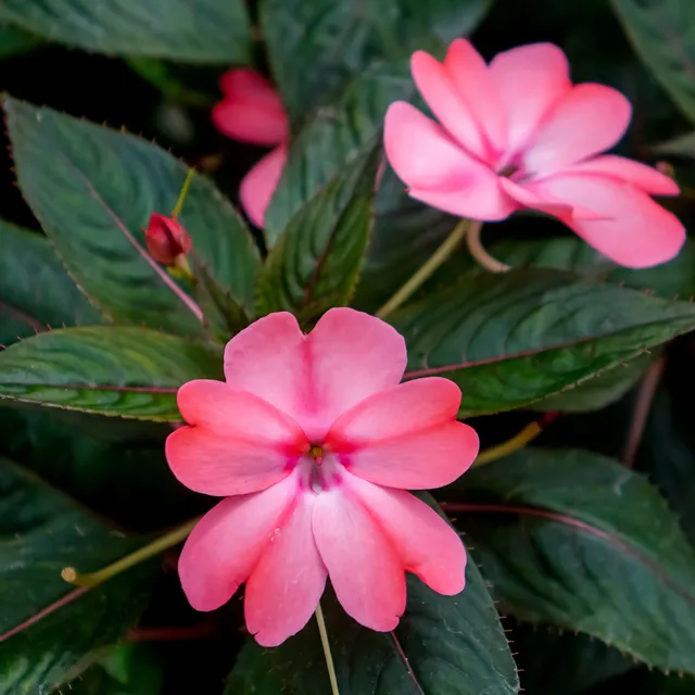 Bakker Impatiens de Nouvelle Guinée plante pot 13cm rose