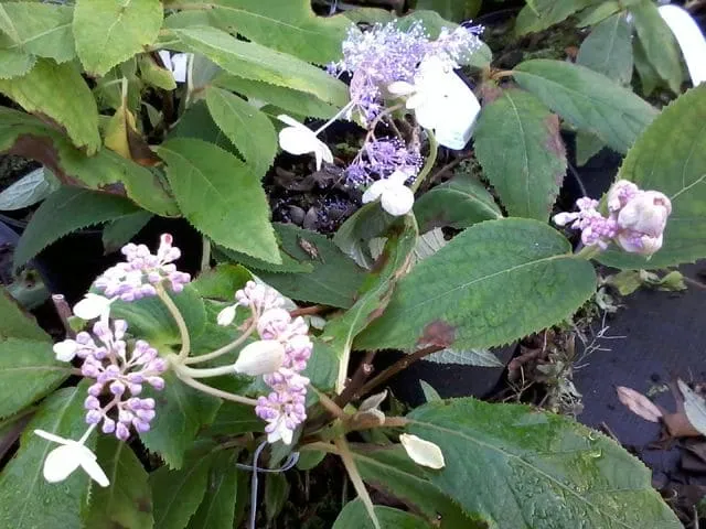 Les Hortensias du Haut Bois Late Love hortensia godet