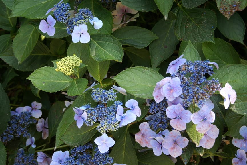 Les Hortensias du Haut Bois Hortulanus Witte hortensia fleurs plates blanc