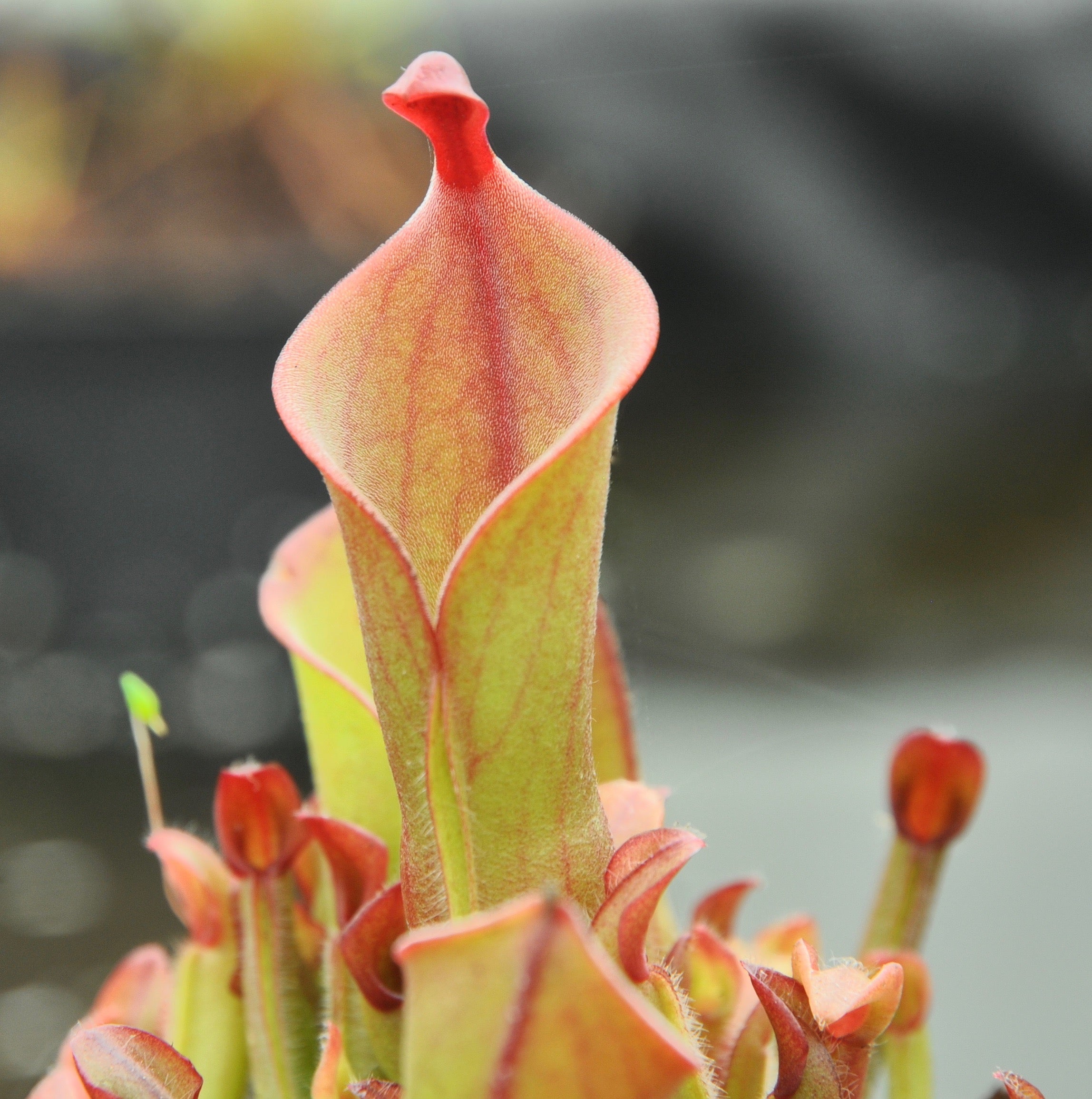 Carniflore Heliamphora heterodoxa x minor carnivore pot 9 cm