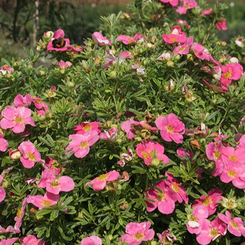 Bakker Arbustes Potentille Bellissima arbuste pot 8cm fleurs roses