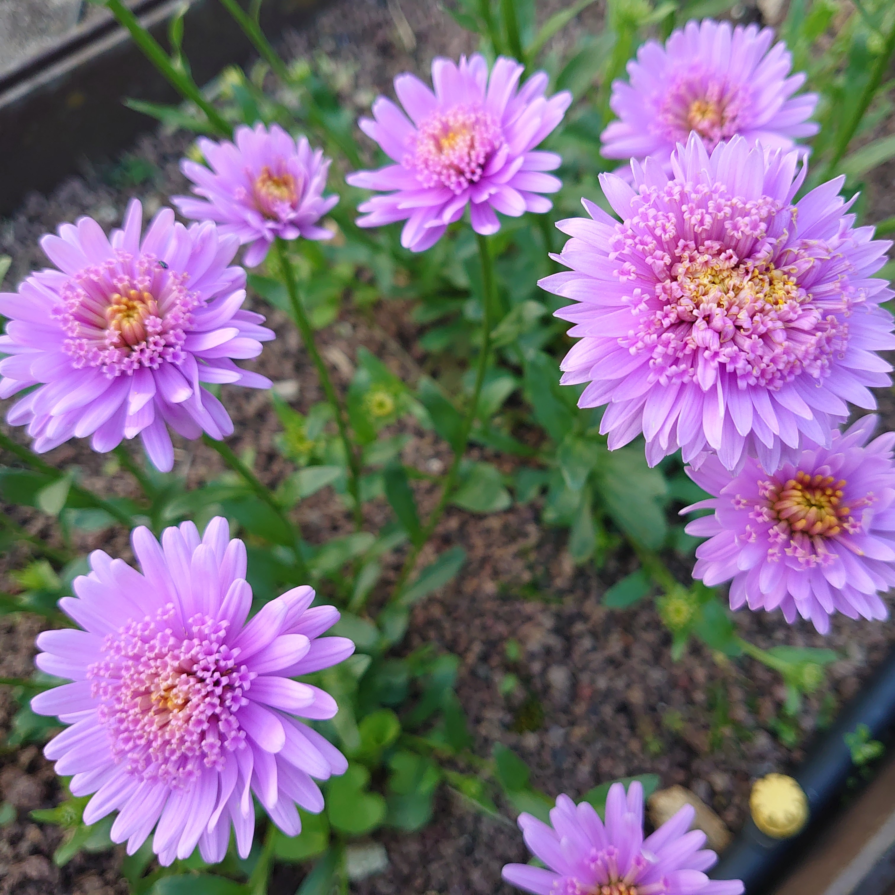Passion Vivaces Aster alpinus Sabine plante vivace godet rose double
