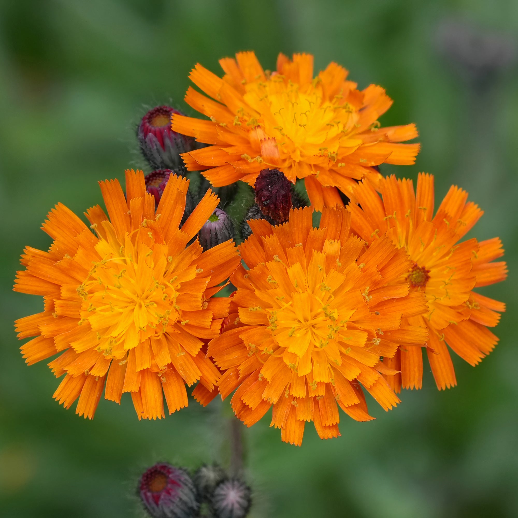 Bakker Épervière orangée vivace pot Ø9 cm fleur orange