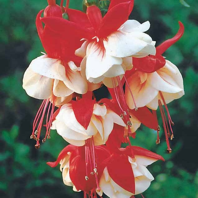 Bakker 6 Fuchsias retombants plante balcon 9cm mélange