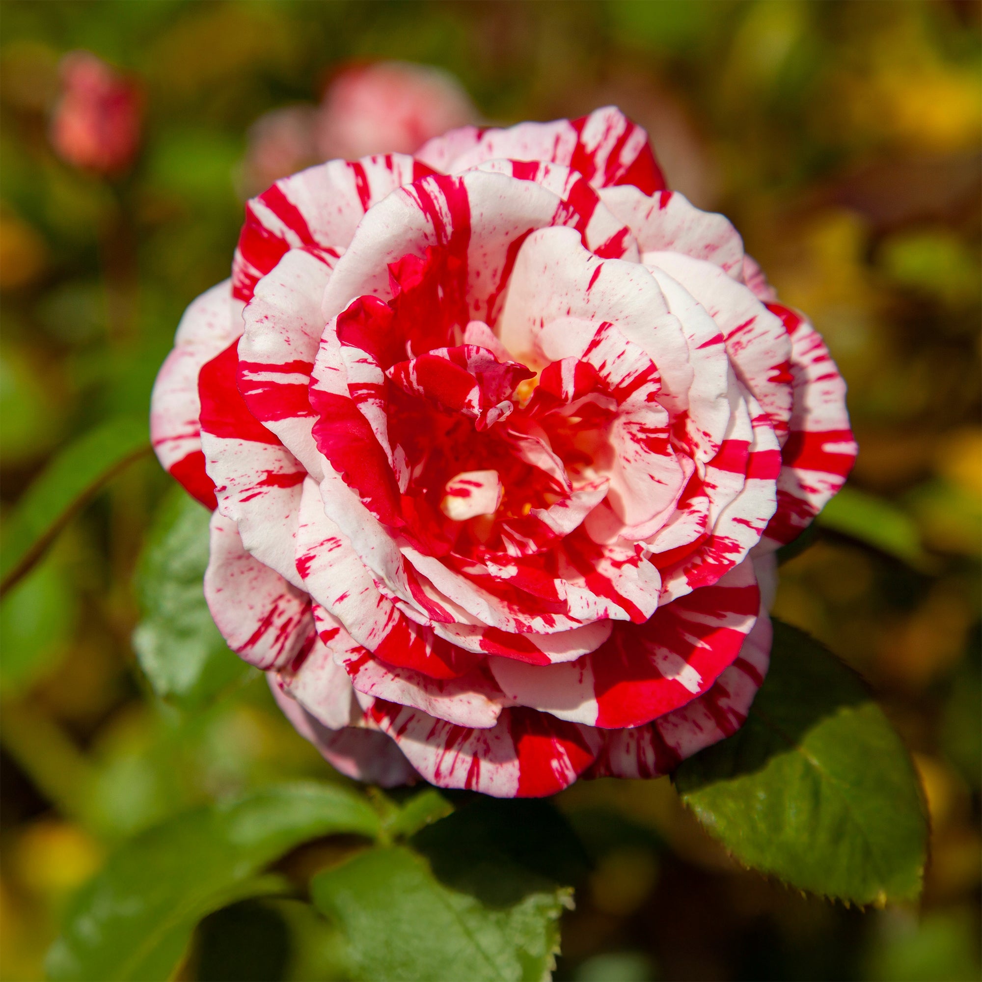 Bakker Rosier buisson Candy Stripe rosier rayé racine nue